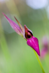 Tongue Orchids (Serapias lingua) flowering. Borore, NU, Sardinia. Italy