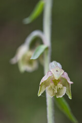 Small-leaved helleborine (Epipactis microphylla) in undergrowth,. Domusnovas, Sardinia, Italy