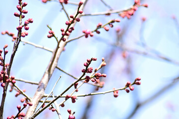 紅梅のツボミ