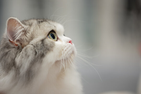 RAGAMUFFIN CAT