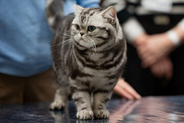 portrait of a tabby cat