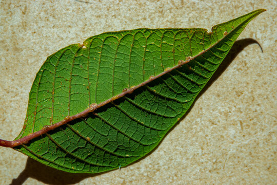 CLOSE UP, MACRO: Green leaf of a potted plant infested with harmful scale insects. Detailed view reveals damaged and browning leaf edges with numerous honeydew drops extracted by a tropical pest.