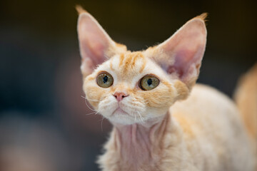 Devon rex