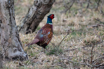 pheasant in the wild