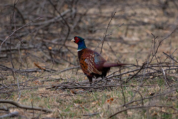 pheasant male in the wild