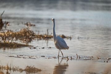 great blue heron ardea cinerea