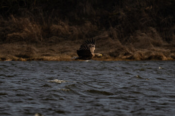 white-tailed eagle in flight 