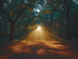 Obraz premium Forest Path Lights Golden Rays Shine Through Trees