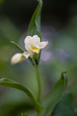 White Helleborine Cephalanthera damasonium Orchidea (Cephalantera damasonium). Laconi, Oristano, Sardinia, Italy