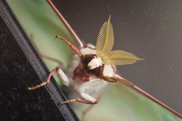 A striking Luna moth rests on a shiny surface, showcasing intricate yellow antennae and rich colors. Captivating close-up of nature, full face moth