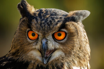 Owl call. Portrait of Eurasian eagle owl, Bubo bubo, with open beak while hooting. Beautiful bird of prey with orange eyes. Closeup of owl in natural habitat. Evening in wildlife nature.