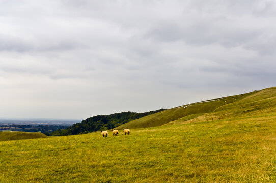 A serene scene showcasing 3 sheep grazing on lush green english hills under a cloudy sky, offering a tranquil atmosphere with rolling landscapes. Uffington White Horse area