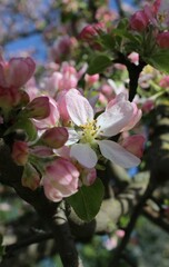 Apple blossom. White and pink flowers against the backdrop of a spring garden. Beautiful natural background. Flowers close-up. Delicate petals. Landscape. Spring time. Colorful background. macro