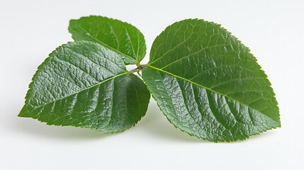 Obraz premium Three Lush Green Leaves Isolated on White Background