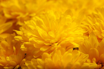 A multitude of bright yellow chrysanthemums form a dense cluster, showcasing rich textures and vibrant hues. Bouquet