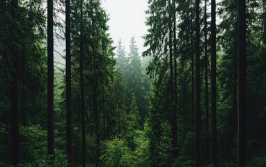 Naklejka premium Misty Green Coniferous Forest