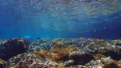 Underwater photo of a Blacktip reef shark at a coral reef in beautiful rays of sunlight. From a scuba dive in the south Andaman sea in Thailand.