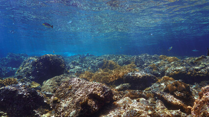 Fototapeta premium Underwater photo of a Blacktip reef shark at a coral reef in beautiful rays of sunlight. From a scuba dive in the south Andaman sea in Thailand.
