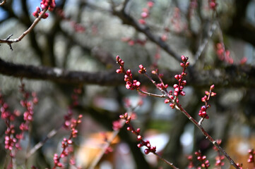 紅梅のツボミ