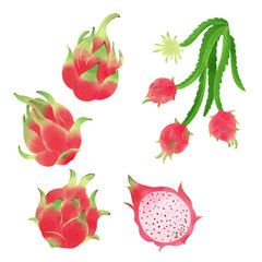 手描きのイラスト/ドラゴンフルーツ