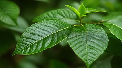 Fototapeta premium Lush Green Leaves Displaying Natural Beauty