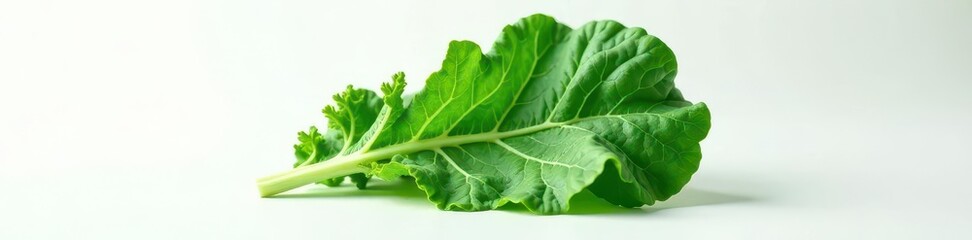 One fresh kale leaf, emerald green, smooth surface, stark white, color, smooth