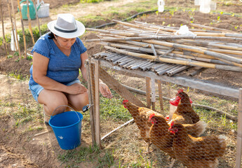 Senior woman farmer picking up fresh eggs from outdoor chicken coop. Village resident working in...