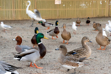 公園に集まる水鳥たち