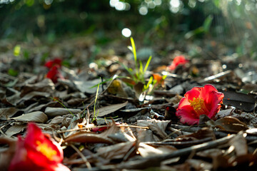 陽光に照らされる椿の花