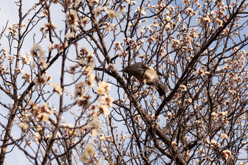 梅の蜜を楽しむヒヨドリ