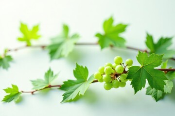 Fototapeta premium Small cluster of grapevine shoots, fresh green leaves, white backdrop , branch, vineyard