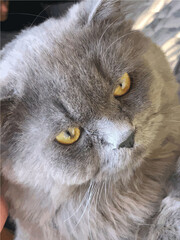 close up portrait of a cat