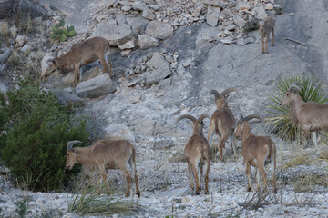 Barbary sheep herd in the wild
