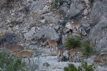 Barbary sheep herd in the wild

