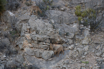 Barbary sheep herd in the wild

