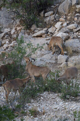 Barbary sheep herd in the wild
