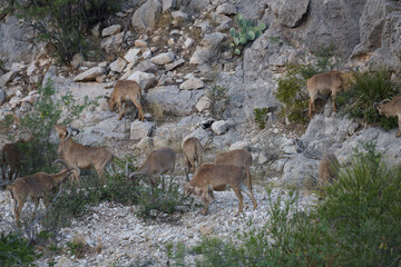 Barbary sheep herd in the wild
