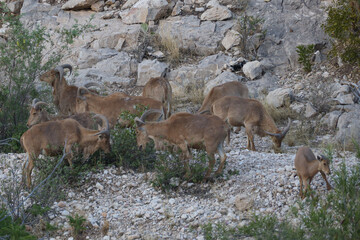 Barbary sheep herd in the wild
