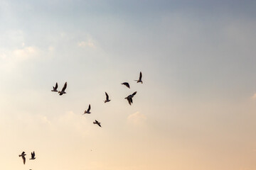 群れをなして夕方の空を飛ぶたくさんの鳥
