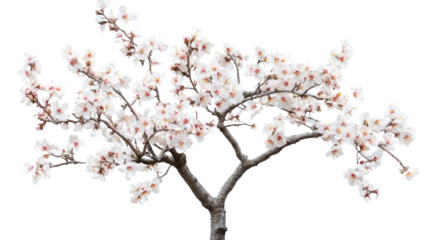 Blooming almond tree branches with delicate white flowers on transparent background