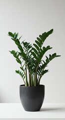 Obraz premium Vibrant zz plant in a modern black pot against minimalist background