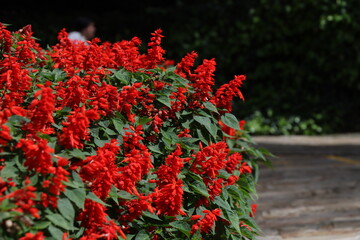 Naklejka premium Entre flores