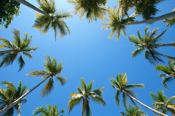 palm trees reaching towards the bright blue sky
