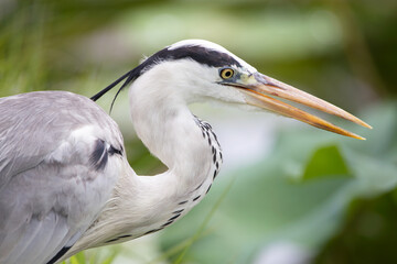 grey heron, ardea cinerea