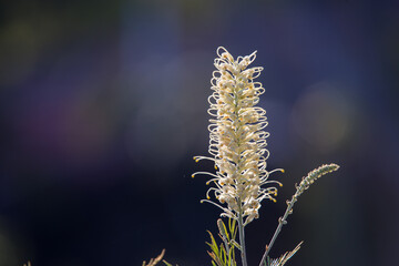 Australian nature macro photography