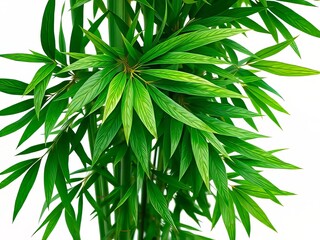 Naklejka premium Vibrant Bamboo Leaves on White Background - High-Resolution AI Photo