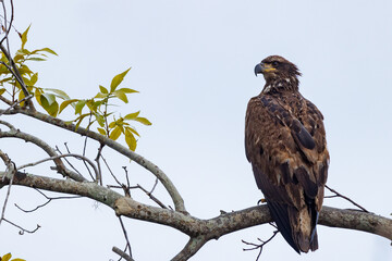A juvenile bald eagle (Haliaeetus leucocephalus) in southwest Florida