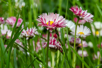 Daisy (Bellis perennis) with pink and white petals in green grass, close-up. Sunny summer evening © Alexander Korotkov