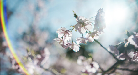 春　風に揺れるピンクの桜の花　河津さくら　照り付ける太陽の日差しを受けてキラキラ輝く花びらレンズフレア　淡い色の花と青空　季節・入学・入社・新生活の背景