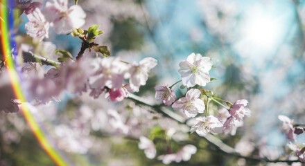Obraz premium 春 風に揺れるピンクの桜の花 河津さくら 照り付ける太陽の日差しを受けてキラキラ輝く花びらレンズフレア 淡い色の花と青空 季節・入学・入社・新生活の背景